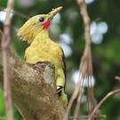 Pic jaune