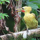 Pic jaune