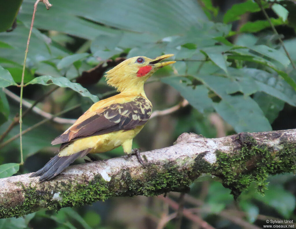 Pic jaune mâle adulte