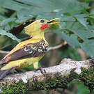 Pic jaune