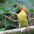 Pic jaune