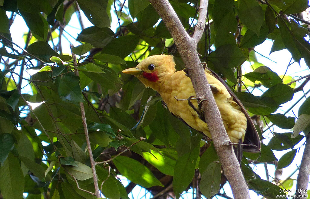 Cream-colored Woodpecker male adult