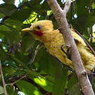 Pic jaune