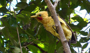 Cream-colored Woodpecker