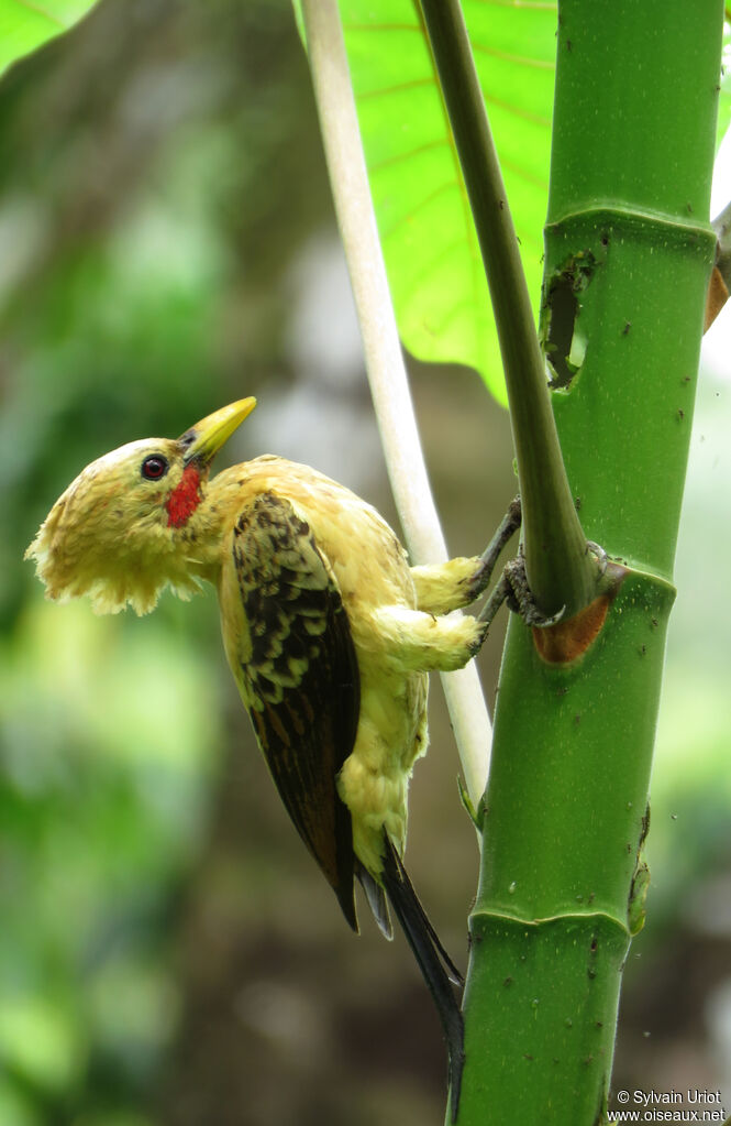 Cream-colored Woodpecker male adult