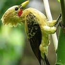 Pic jaune