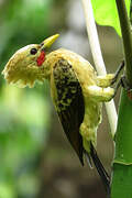 Cream-colored Woodpecker