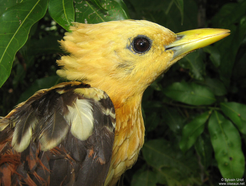 Cream-colored Woodpecker female adult