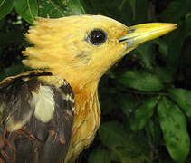 Cream-colored Woodpecker