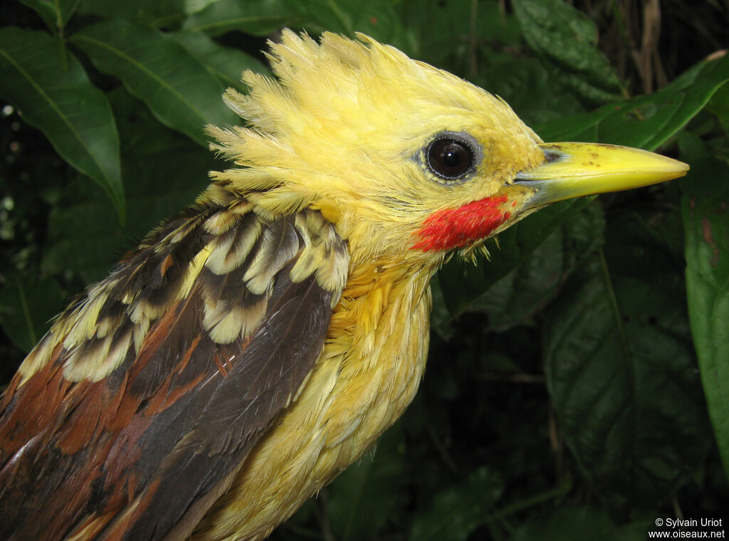 Cream-colored Woodpecker male adult