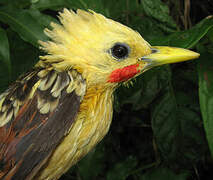 Cream-colored Woodpecker