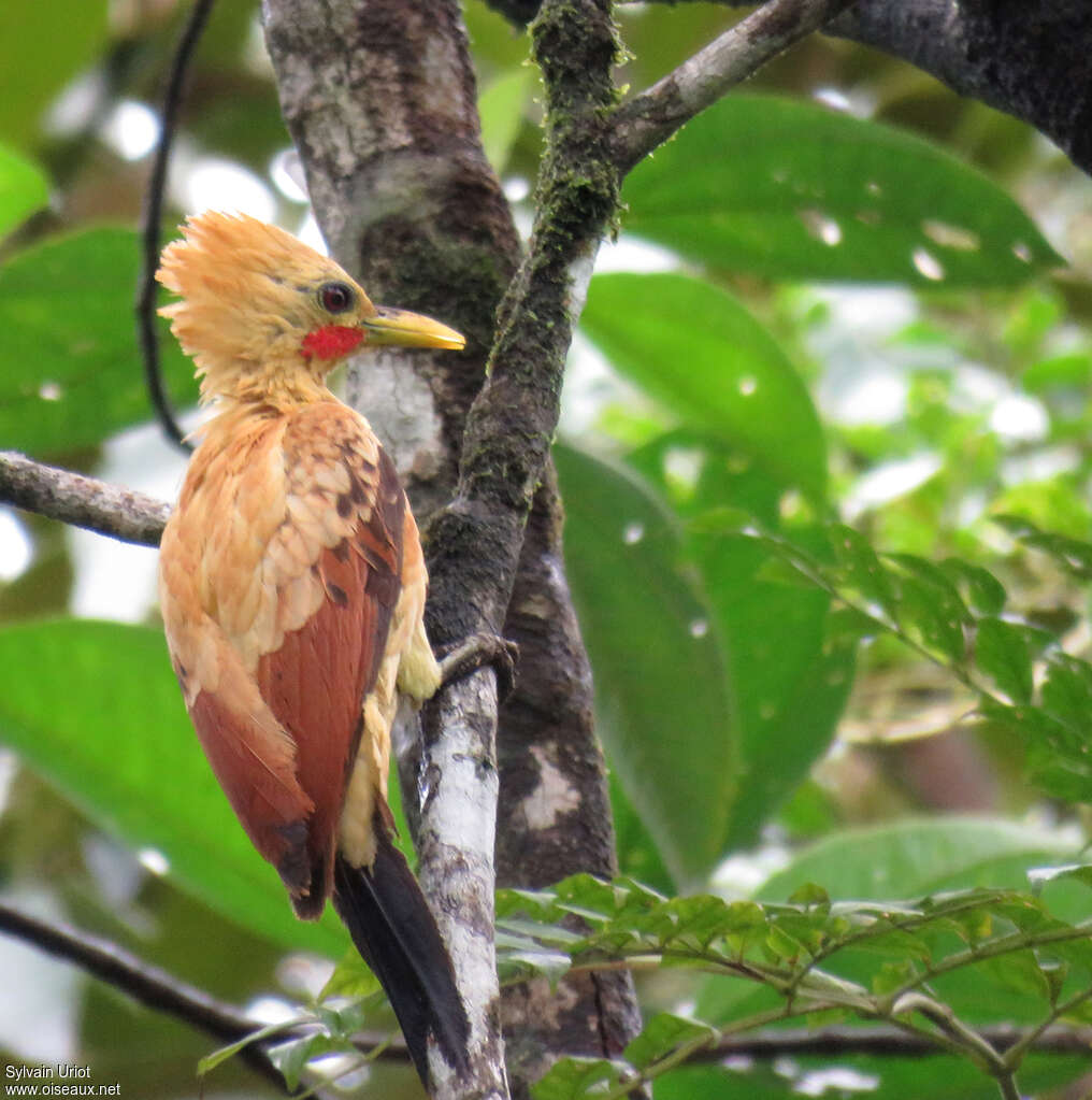 Cream-colored Woodpecker male adult, identification