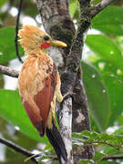 Cream-colored Woodpecker