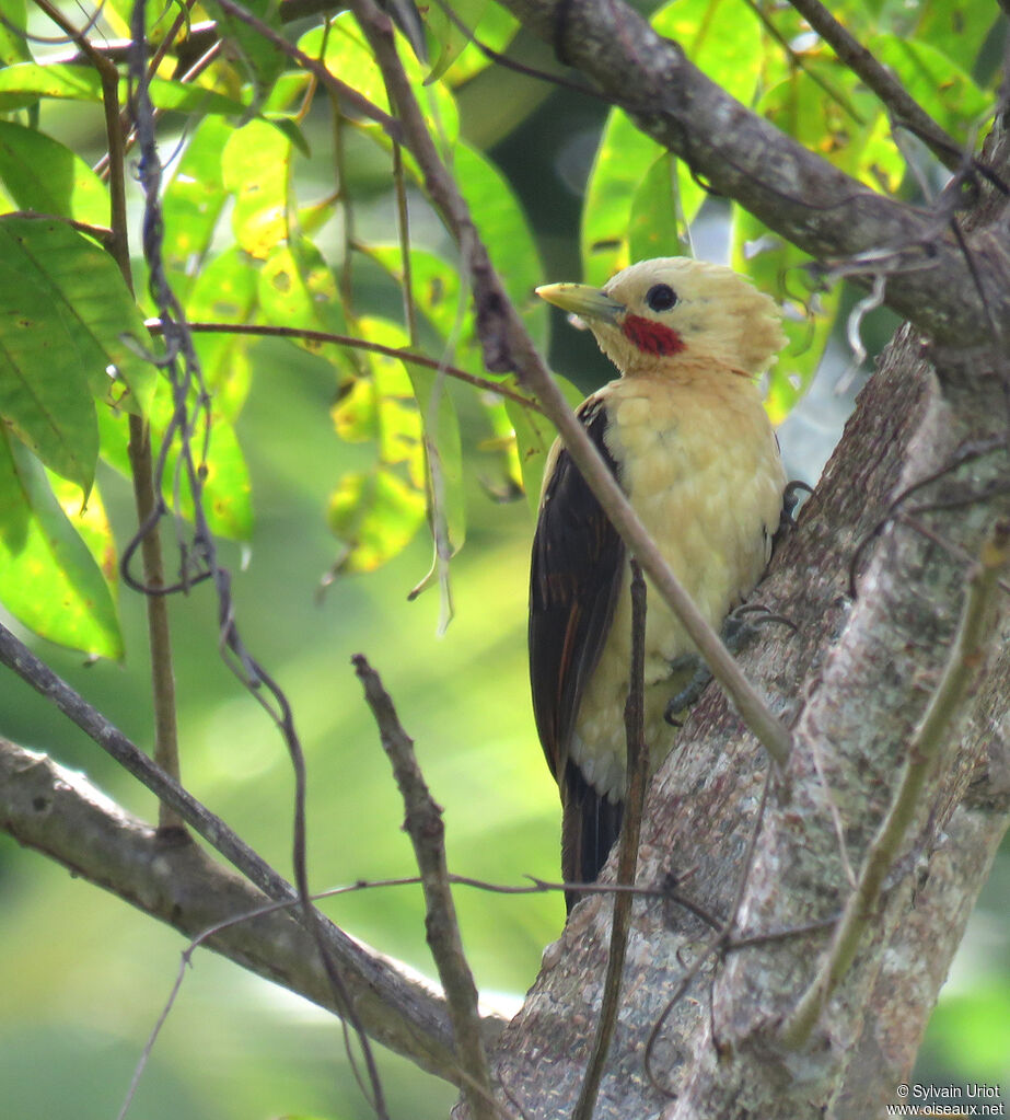 Cream-colored Woodpecker male adult