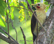 Cream-colored Woodpecker