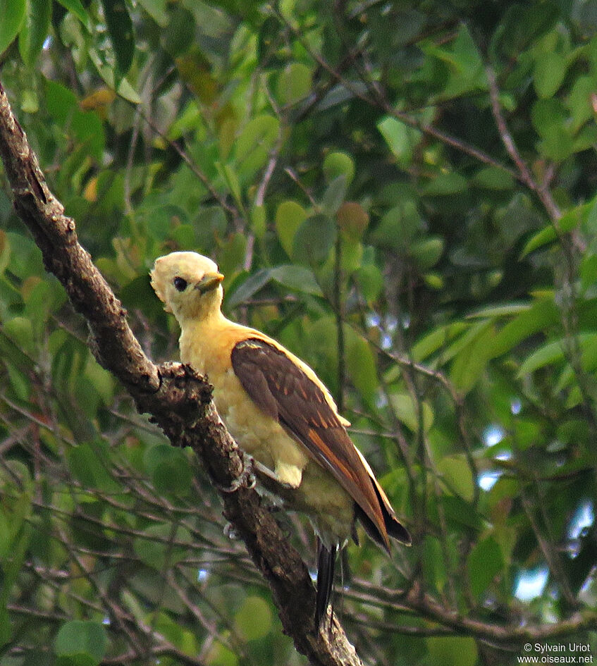 Pic jaune femelle adulte