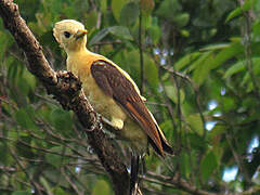 Cream-colored Woodpecker