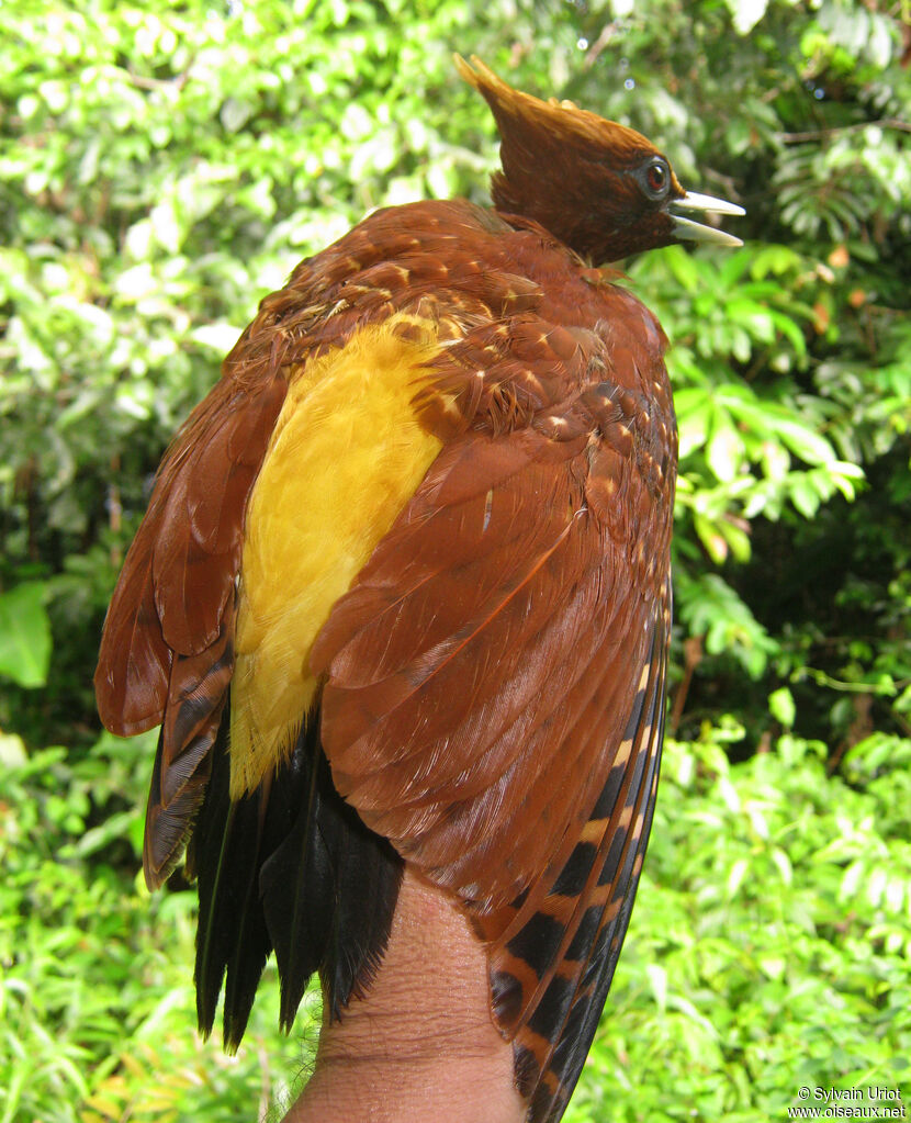 Chestnut Woodpecker female adult