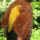 Pic mordoré