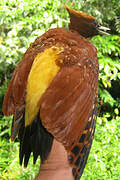 Chestnut Woodpecker