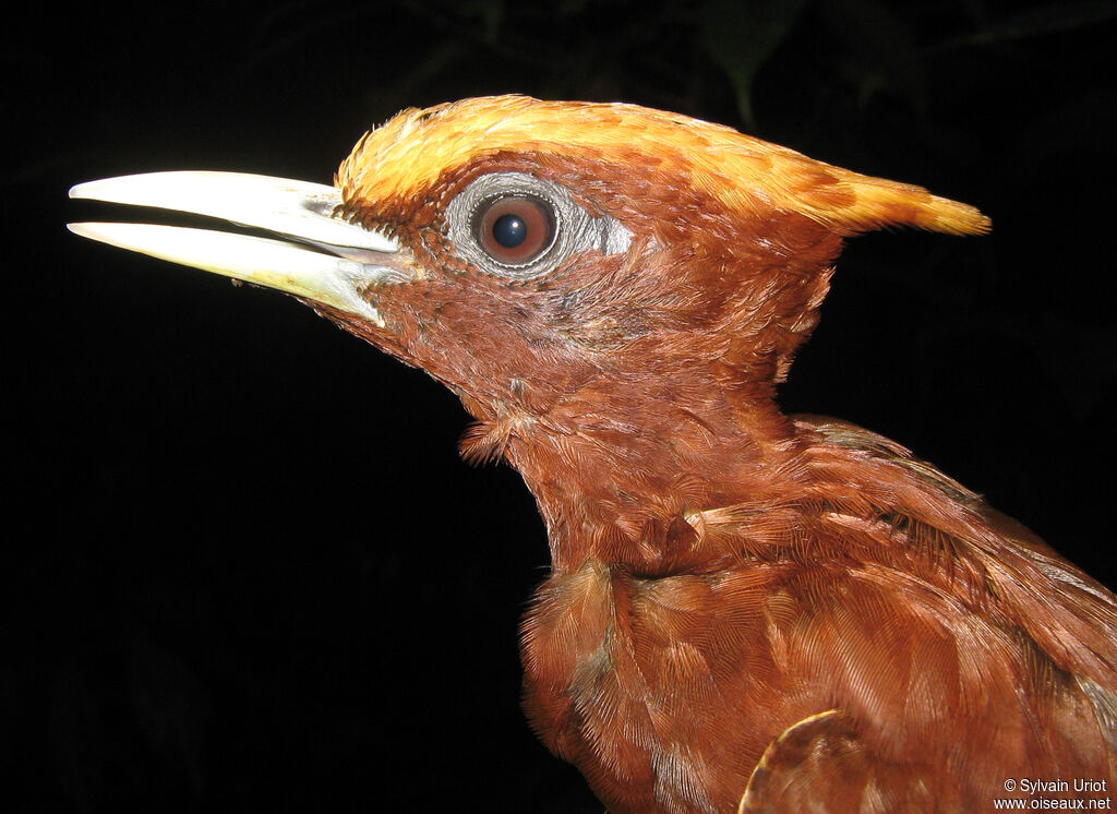 Chestnut Woodpecker female adult