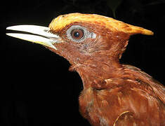 Chestnut Woodpecker