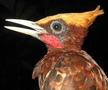 Chestnut Woodpecker