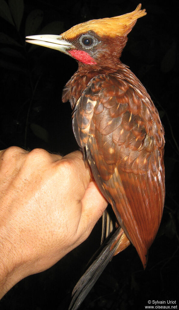 Chestnut Woodpecker male adult