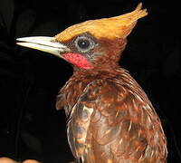 Chestnut Woodpecker