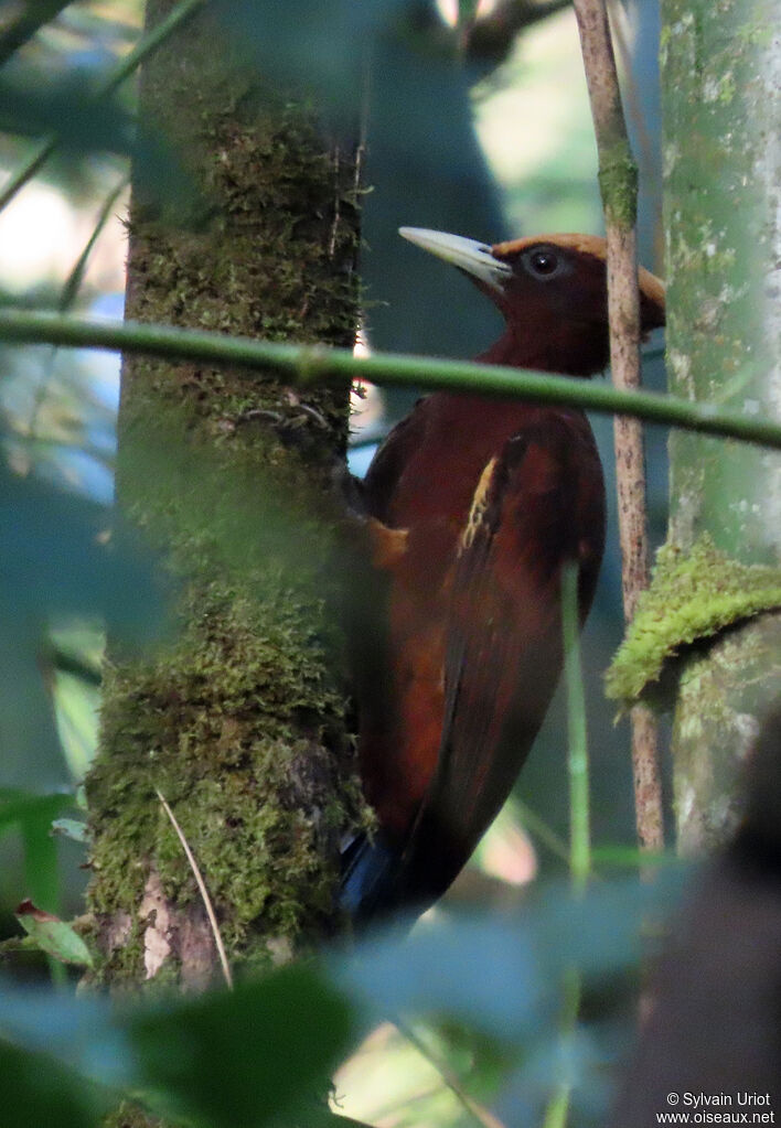 Chestnut Woodpecker female adult