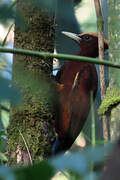 Chestnut Woodpecker