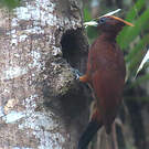 Pic mordoré
