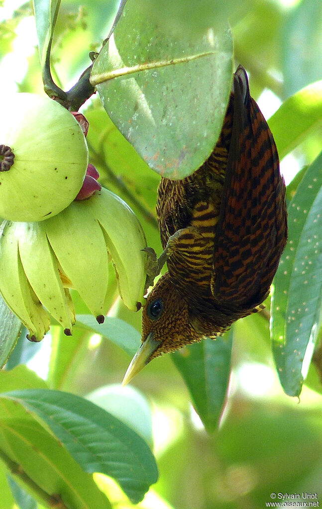 Waved Woodpecker female adult