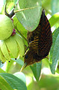 Waved Woodpecker