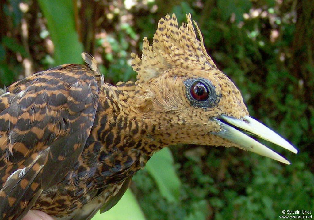 Waved Woodpecker female adult