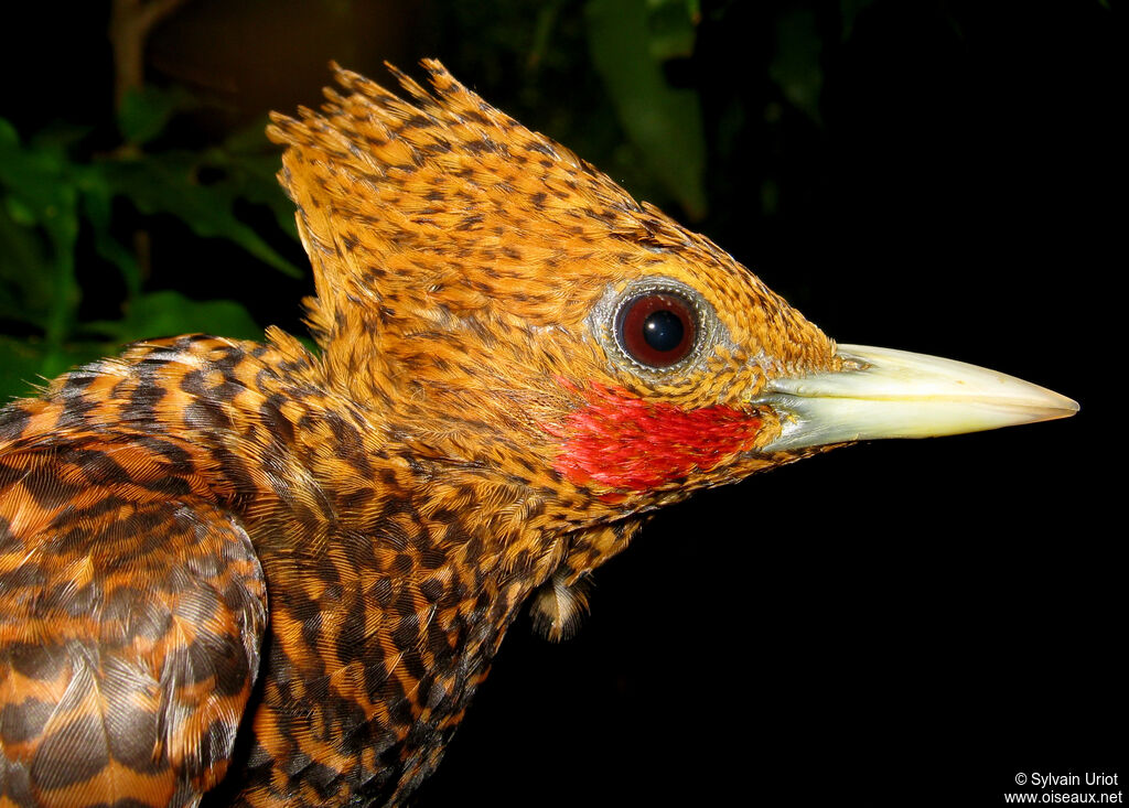 Waved Woodpecker male adult