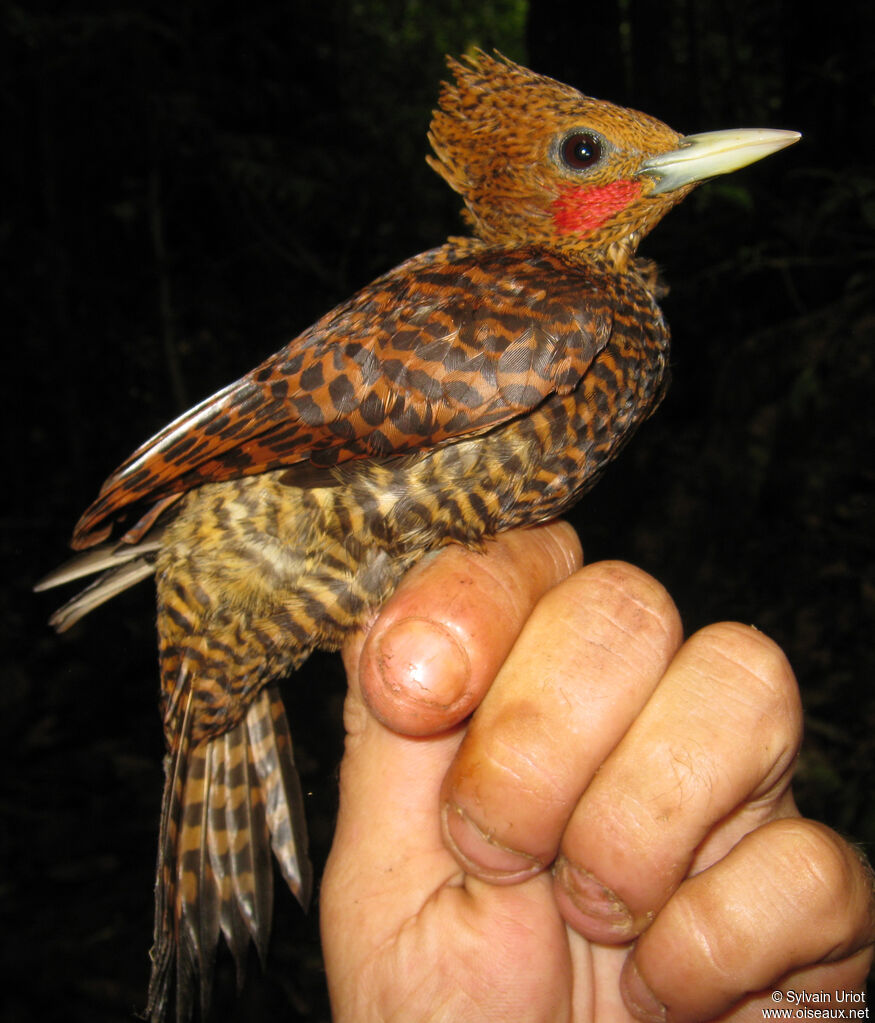 Waved Woodpecker male adult