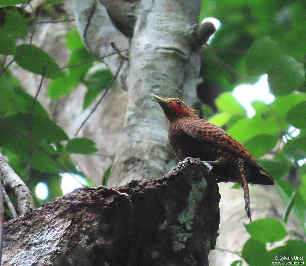 Waved Woodpecker male adult