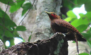 Waved Woodpecker