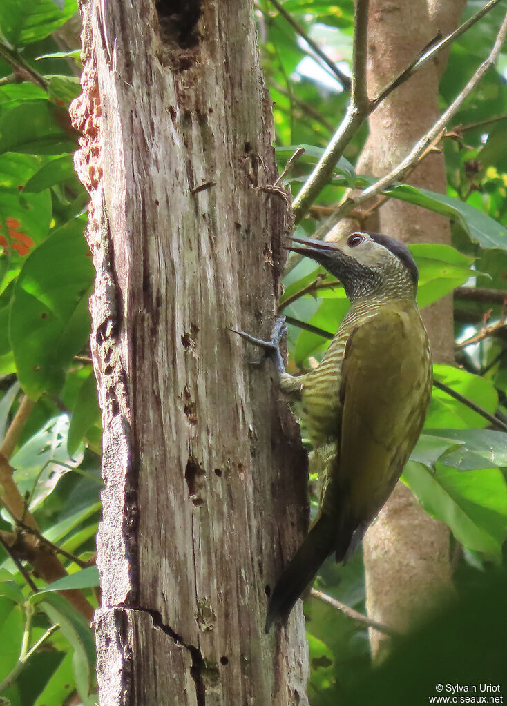 Golden-olive Woodpecker female adult