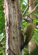 Golden-olive Woodpecker