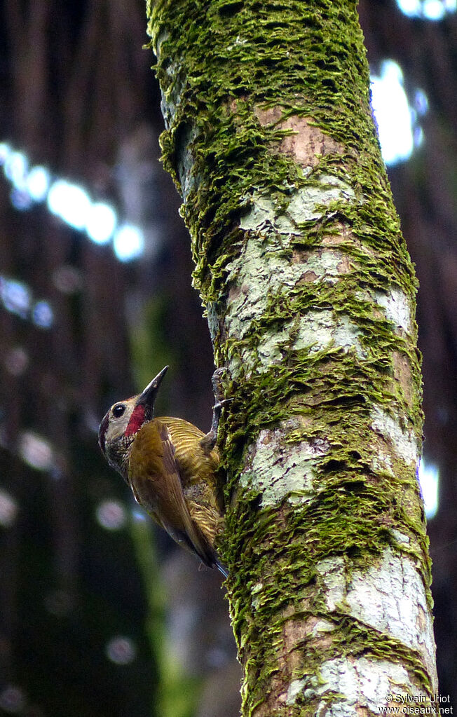 Golden-olive Woodpecker male adult