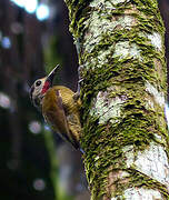 Golden-olive Woodpecker