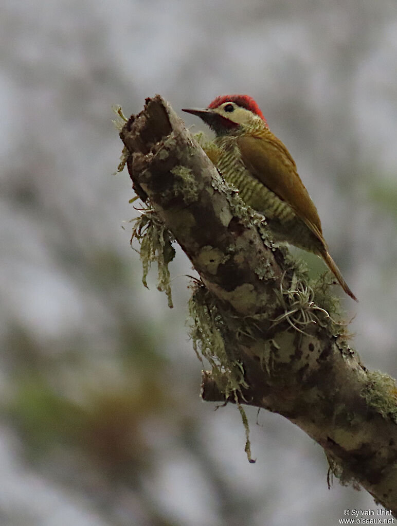 Golden-olive Woodpecker male adult