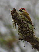 Golden-olive Woodpecker