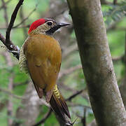 Golden-olive Woodpecker