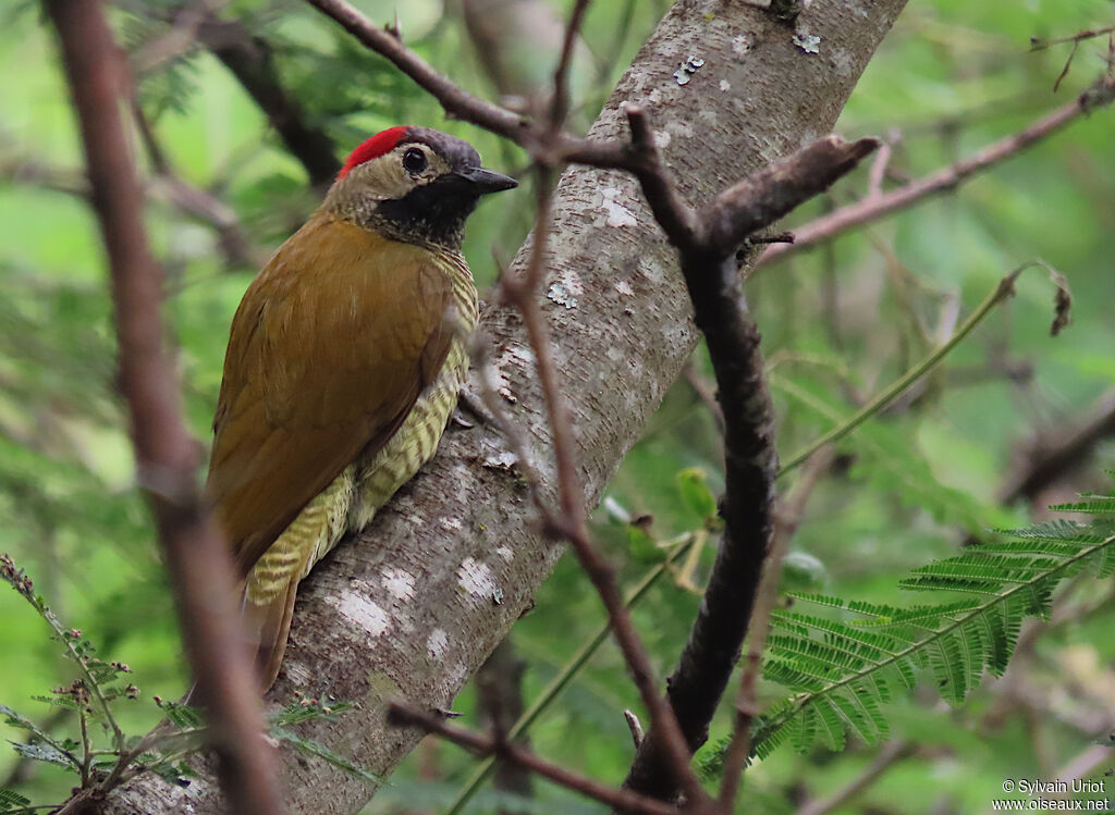 Golden-olive Woodpecker female adult