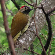 Golden-olive Woodpecker