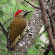 Golden-olive Woodpecker