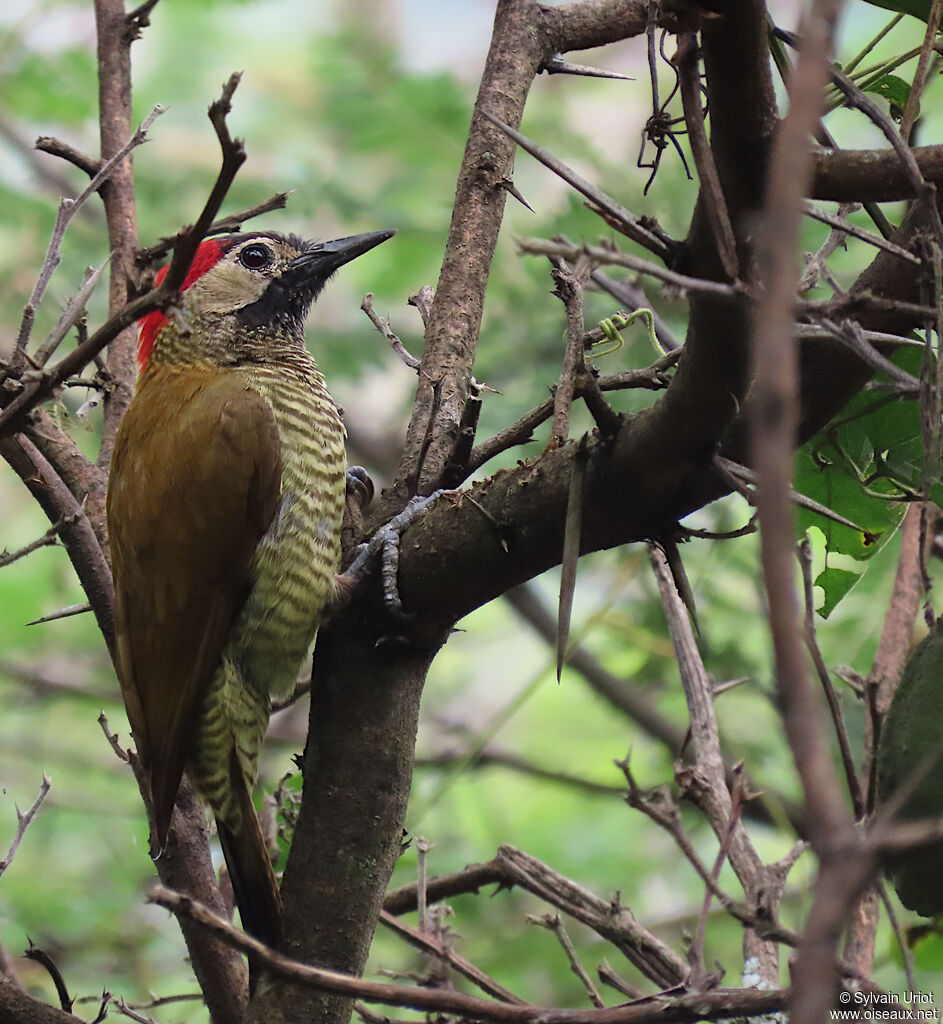 Golden-olive Woodpecker female adult